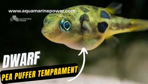 Dwarf Pea Puffer Care: Best Detailed Guide (February 2024)