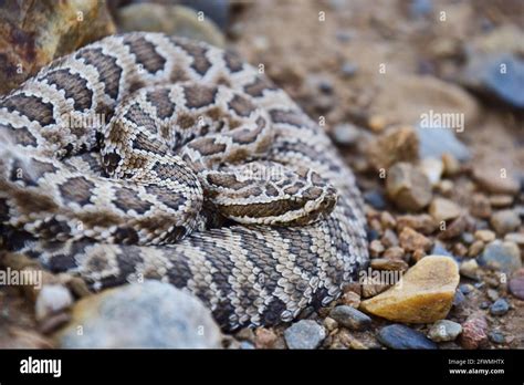 Young Great Basin Rattlesnake Stock Photo - Alamy