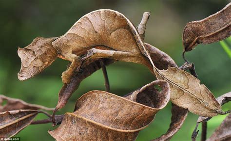 Devil in the detail: The stunning Satanic leaf-tailed gecko lizard that ...