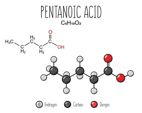 Premium Vector | Pentanoic acid skeletal structure and flat model representation isolated on a ...