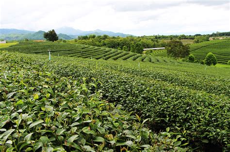 A Visit to Chiang Rai’s Tea Plantations - Go To Thailand