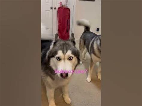 TALKING HUSKIES : r/HuskyTantrums