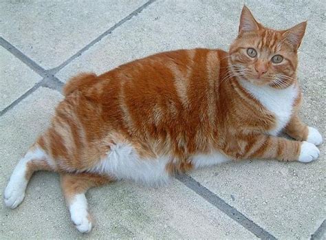 Orange Manx Cats Color | Pets Blog | Cat breeds, Long hair cat breeds ...