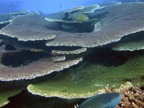 Coral Reefs In South Pacific Get Much-Needed Protection | Here & Now