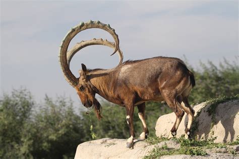 Siberian Ibex | ZooChat