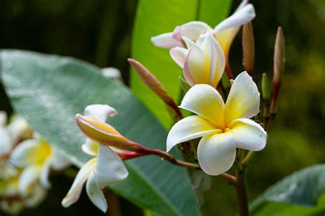 How To Grow And Care For Frangipani