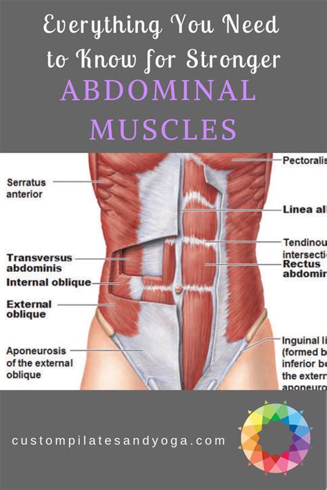 Everything You Need to Know for Stronger Abdominal Muscles | Anatomía ...