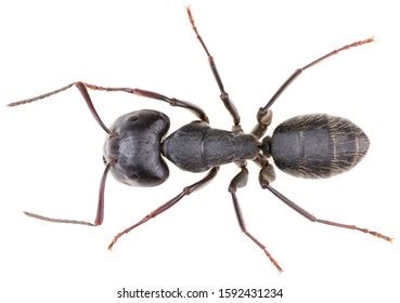 3,171 Black Carpenter Ant Images, Stock Photos & Vectors | Shutterstock