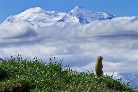 Wildlife Viewing - Denali National Park & Preserve (U.S. National Park ...