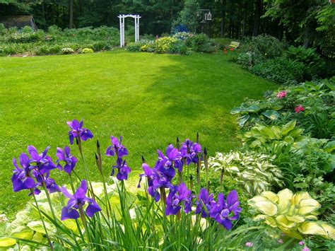 World of Irises: Beautiful Gardens with Irises in Every Climate