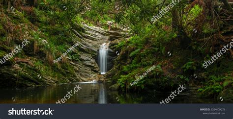 999 Knysna Forest Images, Stock Photos & Vectors | Shutterstock