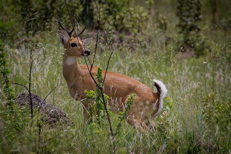 Pampas deer - Wikipedia