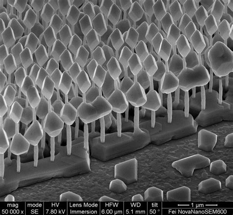 Caltalpa Nano trees | Nanotechnology, Scanning electron microscope, Microscopic images