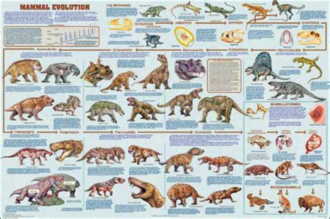 Marsupials poster - animals with pouches - all families presented