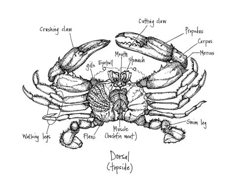 Dorsal (topside) anatomy of the Chesapeake blue crab | Battista Illustration