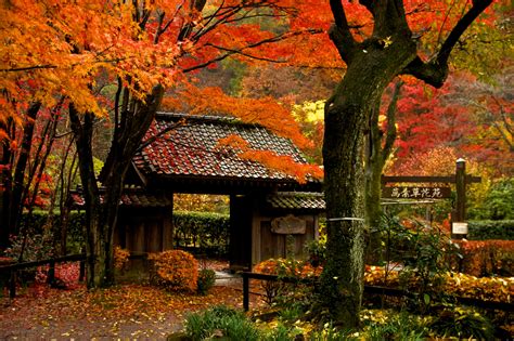 Wallpaper : Japan, fall, leaves, garden, park, pentax, tree, autumn, leaf, flower, season, autum ...