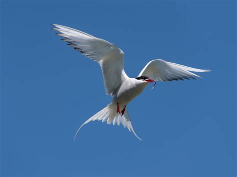 Arctic Tern Migration: A Complete Guide | Birdfact