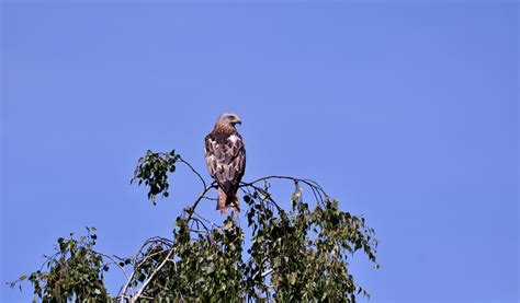 Bird Of Prey Red Kite - Free photo on Pixabay - Pixabay