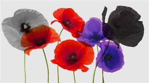 Remembrance Day Poppy Colours Meaning - patriotusa