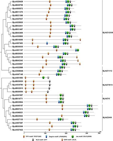 Protein motif prediction for BjJAZs. Five conserved motifs were... | Download Scientific Diagram