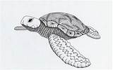 Efie Goes Zentangle Waterschildpad Van Ben Kwok Zen Doodle Art  sketch template