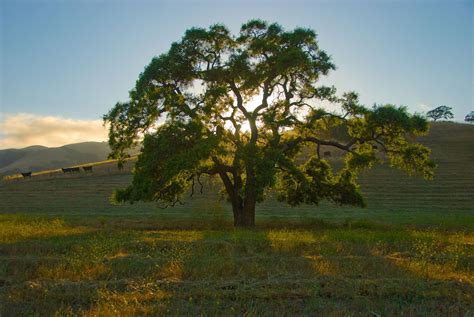 California oaks | Country landscaping, Live oak trees, Oak tree tattoo