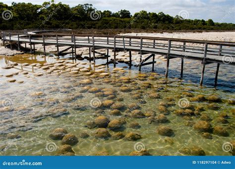 Lake Clifton Thrombolites stock photo. Image of formation - 118297104