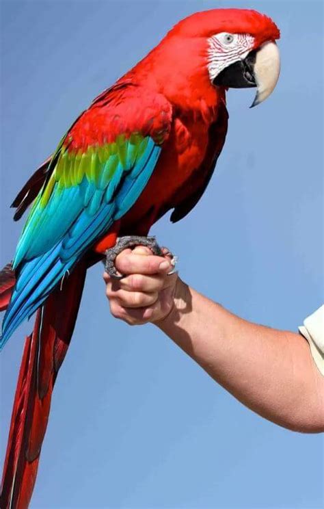 Scarlet macaw - Reproduction Diet Habitat and Lifespan