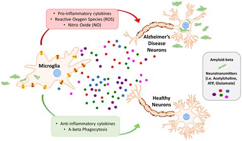 The dialog between neurons and microglia in Alzheimer's disease: The ...