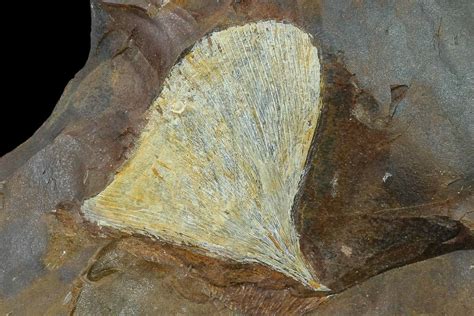 1.75" Fossil Ginkgo Leaf From North Dakota - Paleocene (#132544) For Sale - FossilEra.com