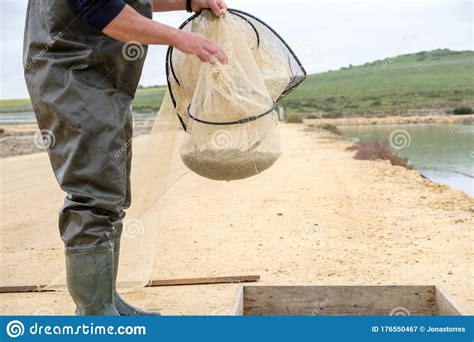 Traditional Shrimp Fisherman in River Stock Image - Image of pesca ...