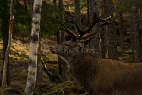 Great deer in the woods stock image. Image of herbivore - 59953557