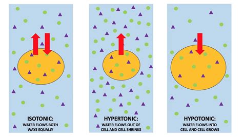 Hypertonic vs Hypotonic: Comparative Analysis