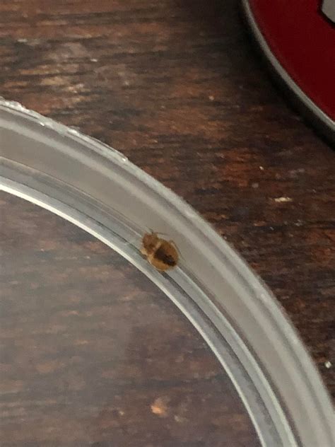 Exterminator came and said 100% not bed bugs.. then I found this guy yesterday . Terrified now ...