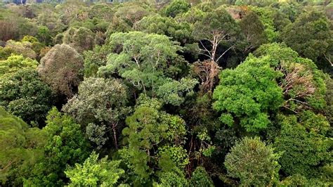 The Forest of Borneo Threatened | Authentic Indonesia Blog