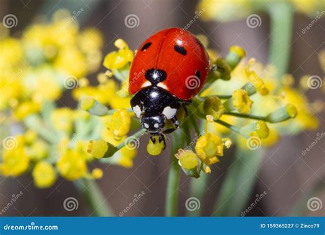 Ladybug eating pollum stock image. Image of beauty, insect - 159365227