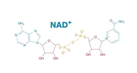 史上最完整NAD+全介紹 - NMN的功效 NMN的科研進展