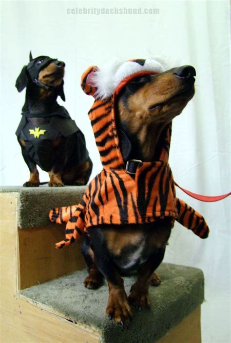 The Tiger who can't see.. http://www.celebritydachshund.com/2013/10/27/halloweenie-dachshund ...