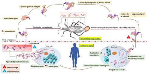 Frontiers | The Complement System: A Prey of Trypanosoma cruzi