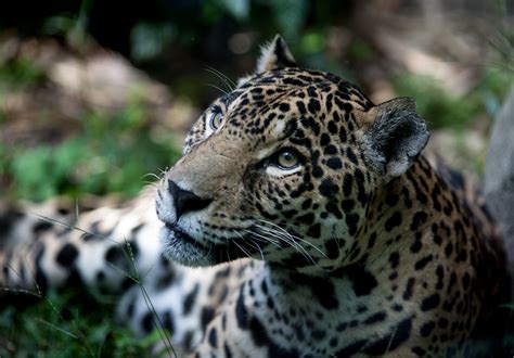 Focusing on Wildlife | Panthera onca