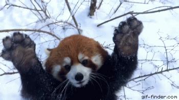 Download Animal Red Panda Gif - Gif Abyss