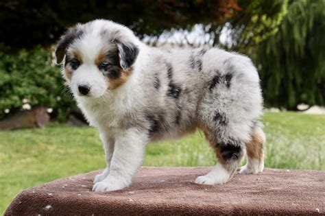 Australian Shepherd Puppies For Sale | Sisters, OR #276538