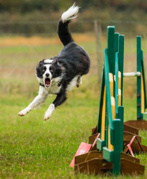 Agility dogs Archives - Display Your Rosettes UK