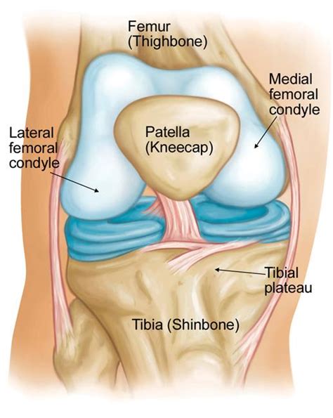 Condyle Anatomy Definition