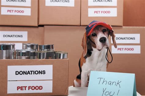 15 Ways to Give Back to Dogs and People in Need