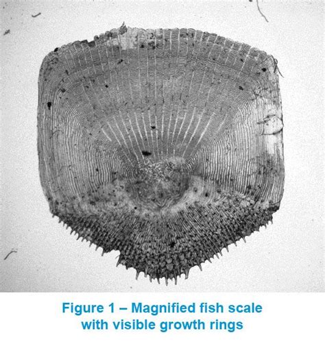 Analyzing Fish Scales Through Microscopy to Determine Aquatic Health ...