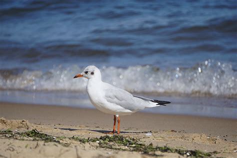 Seagull Bird Beach - Free photo on Pixabay - Pixabay