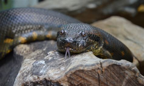 [10000印刷√] biggest amazon river anaconda snake 195722-What is the largest anaconda snake ever ...