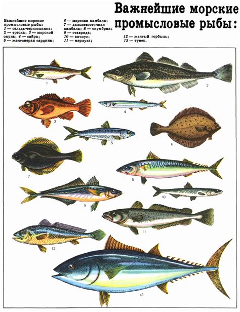 Важнейшие морские промысловые рыбы (ДЭ-3, Т. 4).