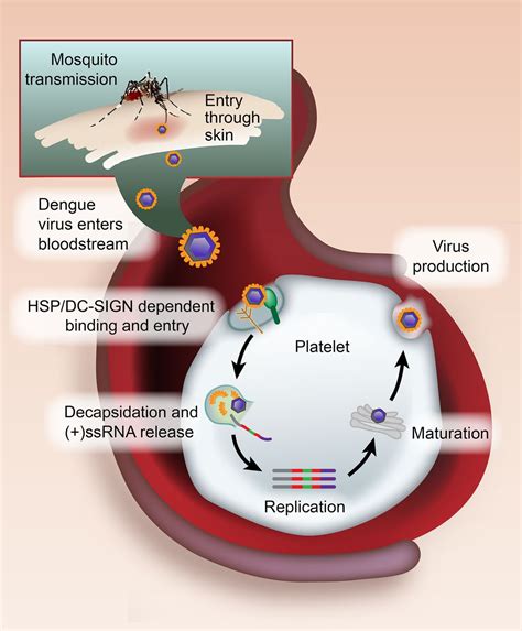 How Dengue Fever Spreads and Affects the Human Body? | Getcured ...